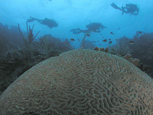 Divers and brain coral off Roatán